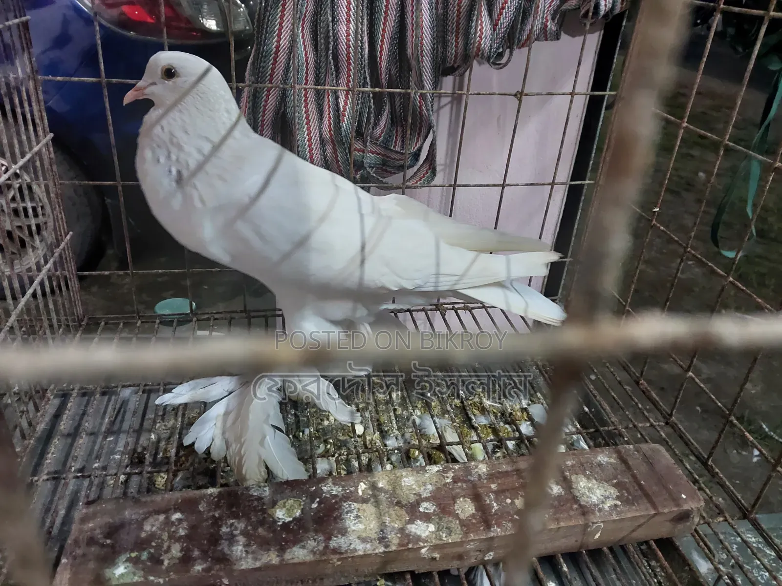 Good Breed Rooster