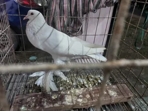 Good Breed Rooster