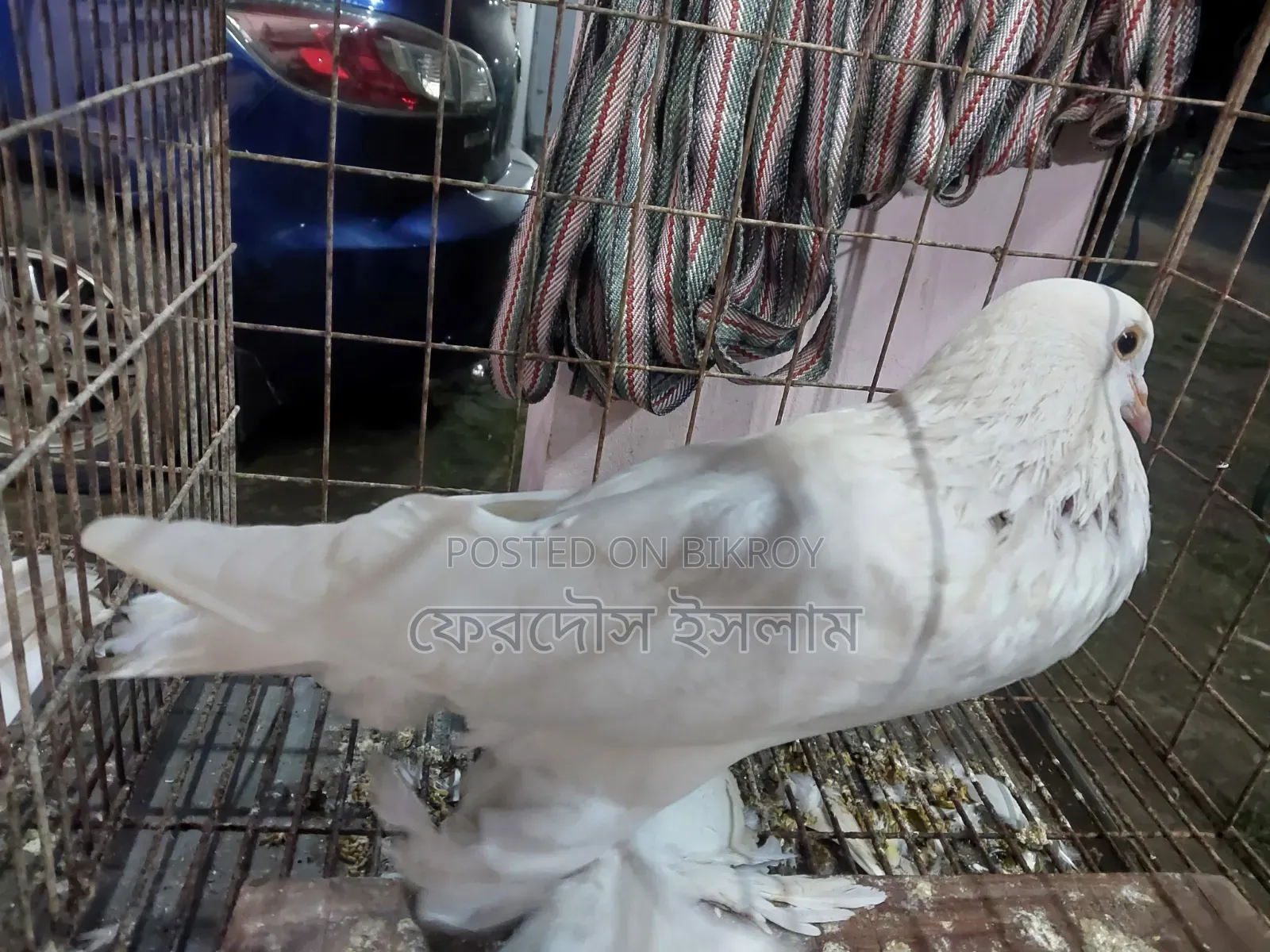 Good Breed Rooster
