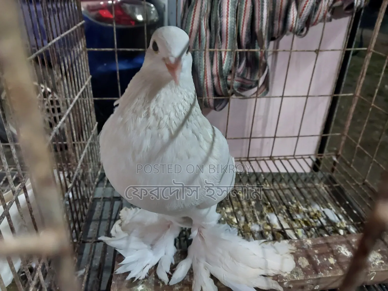 Good Breed Rooster