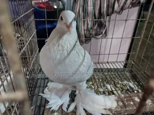 Good Breed Rooster