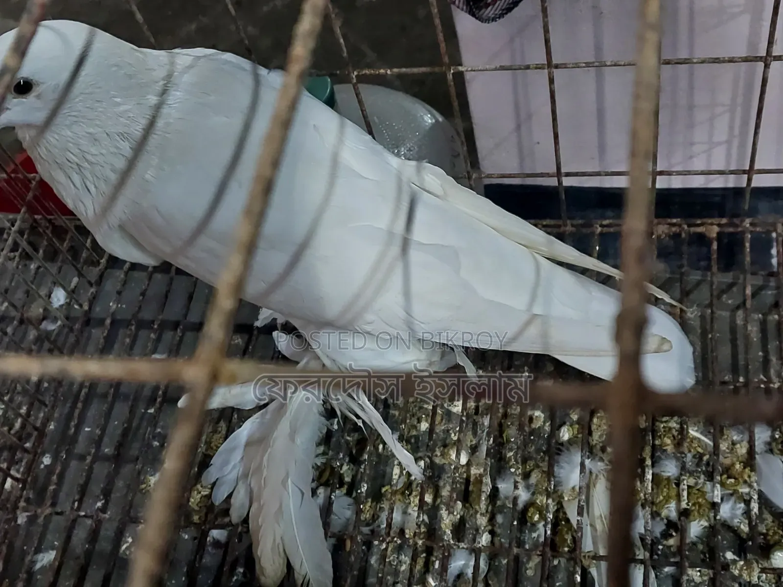 Good Breed Rooster