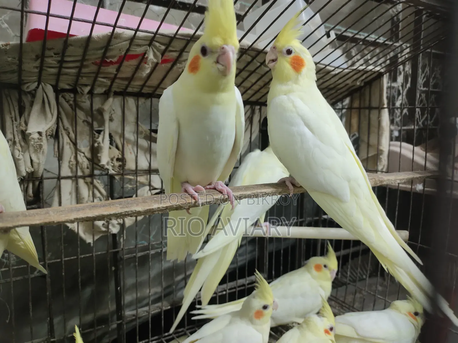 Cockatiel Bird