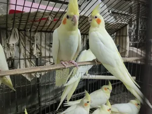 Cockatiel Bird