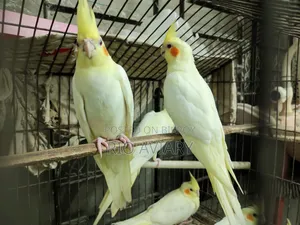 Cockatiel Bird