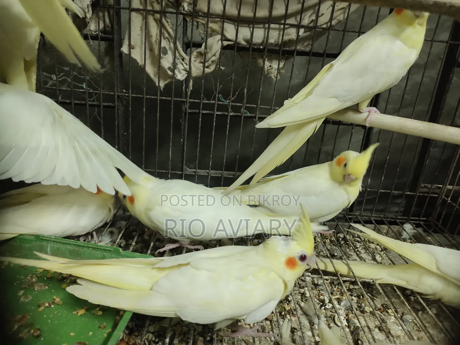 Cockatiel Bird