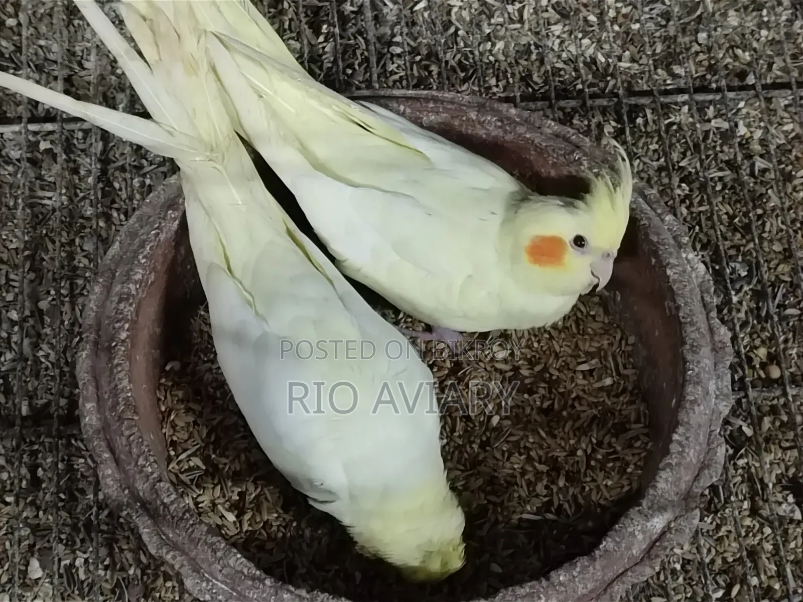 Cockatiel Bird