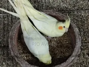 Cockatiel Bird