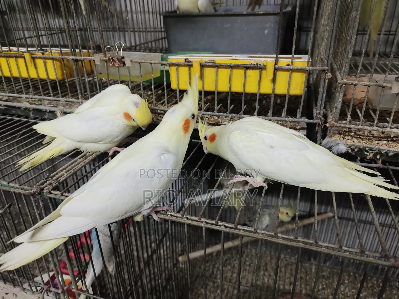 Cockatiel Bird