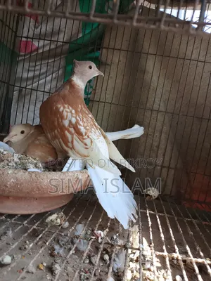 ঘুঘু পাখি বিক্রি করা হবে