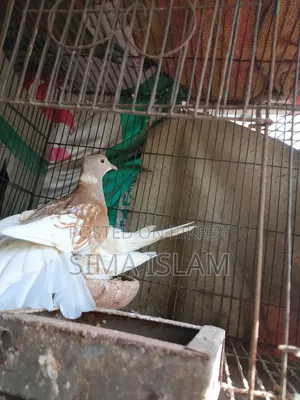 ঘুঘু পাখি বিক্রি করা হবে