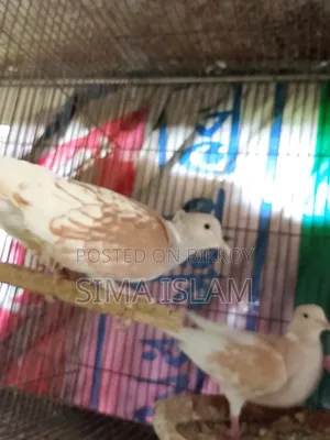 ঘুঘু পাখি বিক্রি করা হবে