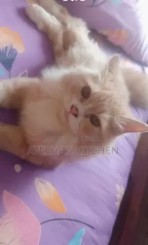 3-6 months Female Purebred Persian