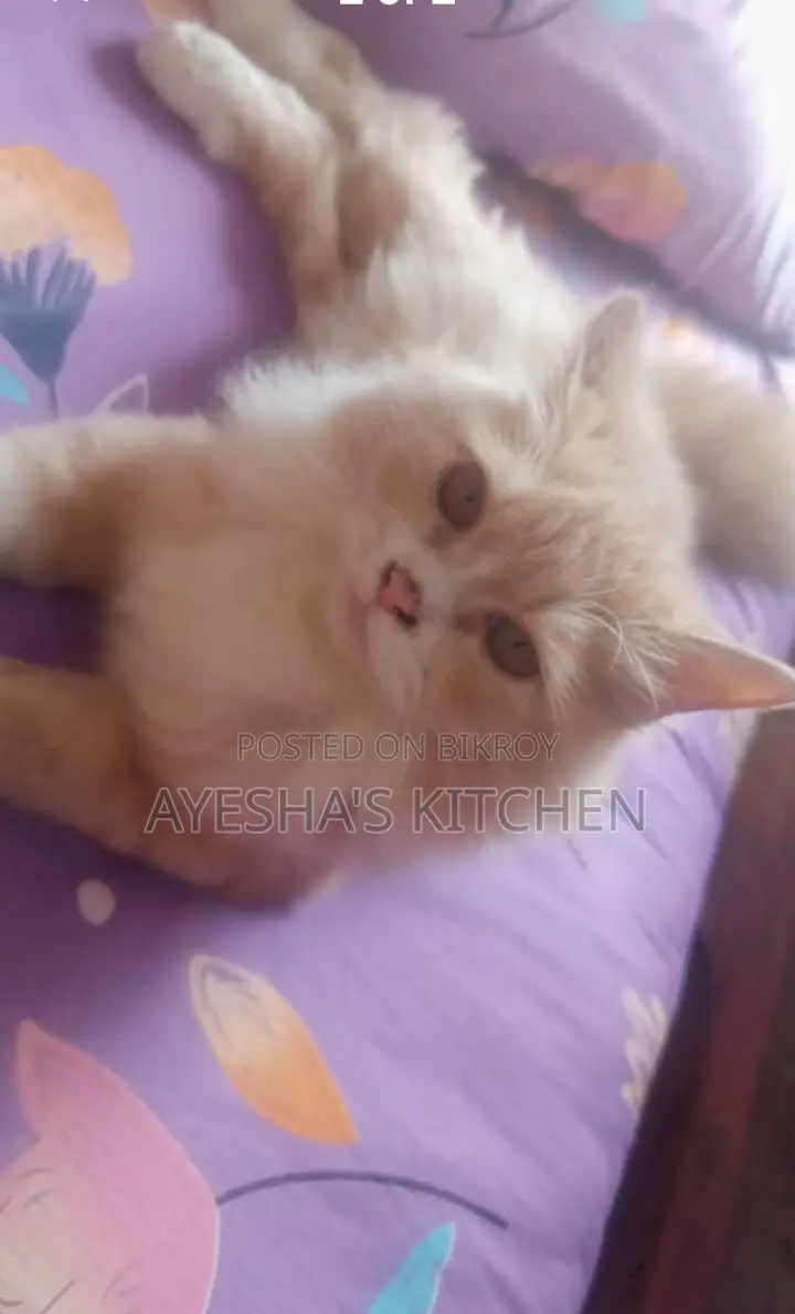 3-6 months Female Purebred Persian