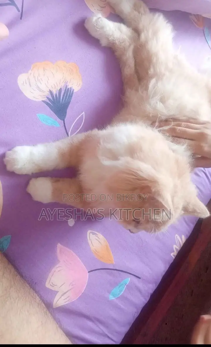 3-6 months Female Purebred Persian