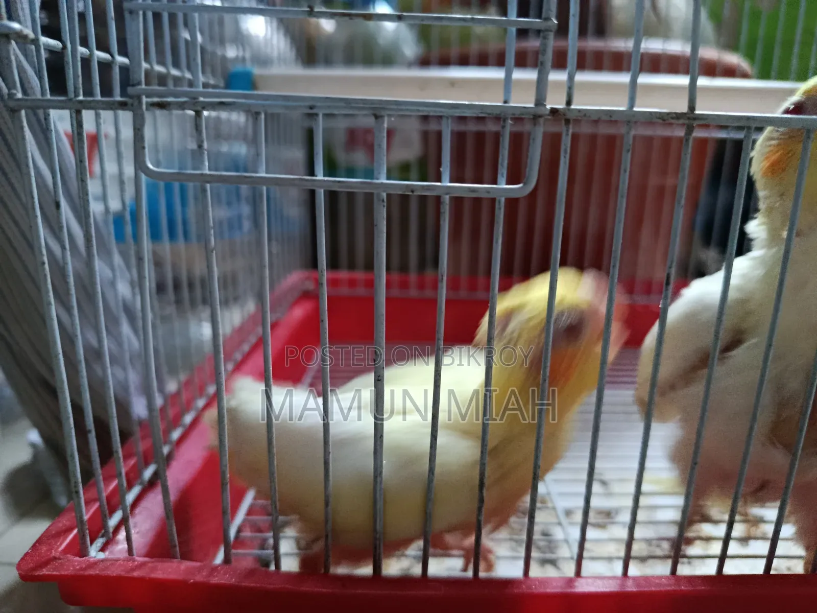 Tame Size Cockatiel Baby