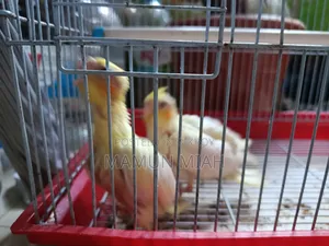 Tame Size Cockatiel Baby