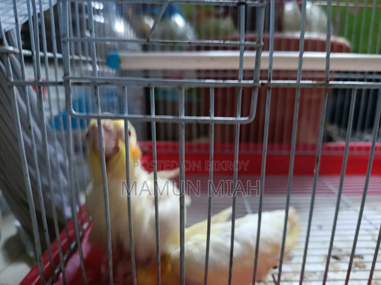 Tame Size Cockatiel Baby