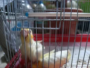 Tame Size Cockatiel Baby