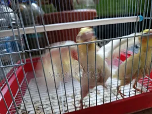Tame Size Cockatiel Baby
