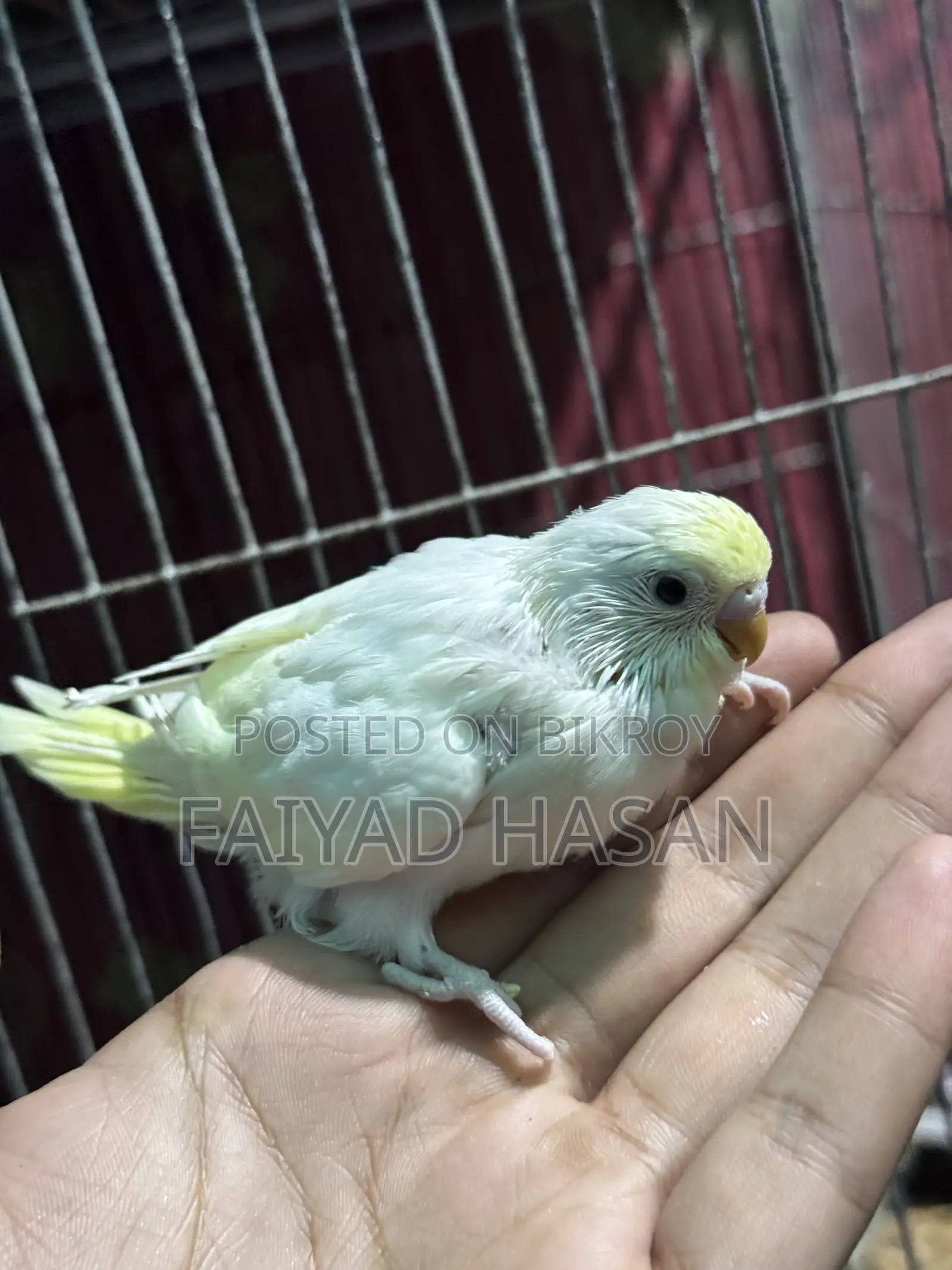 Yellow Face Clearwing Pair for Sell