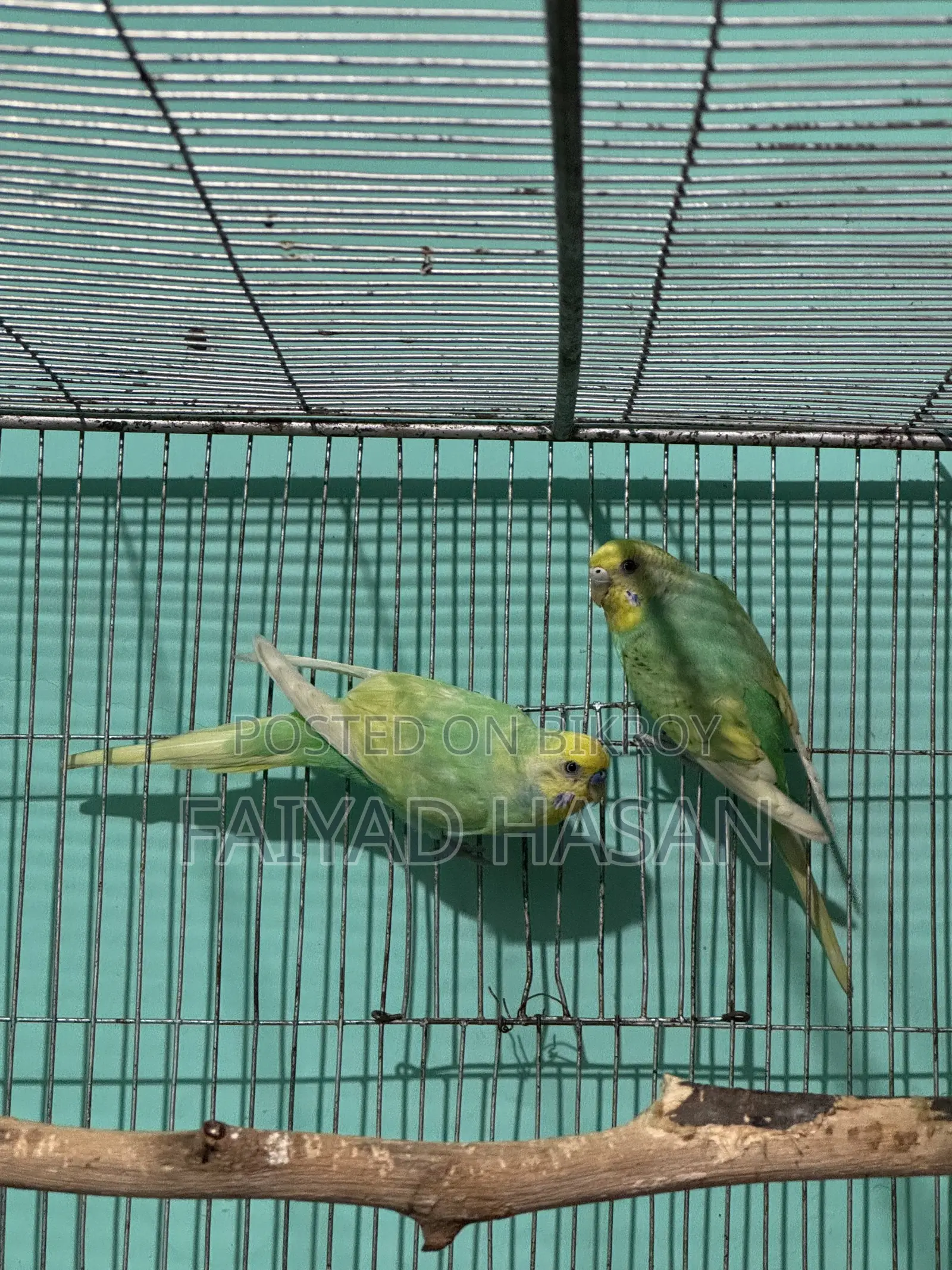 Yellow Face Clearwing Pair for Sell