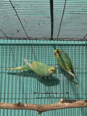 Yellow Face Clearwing Pair for Sell