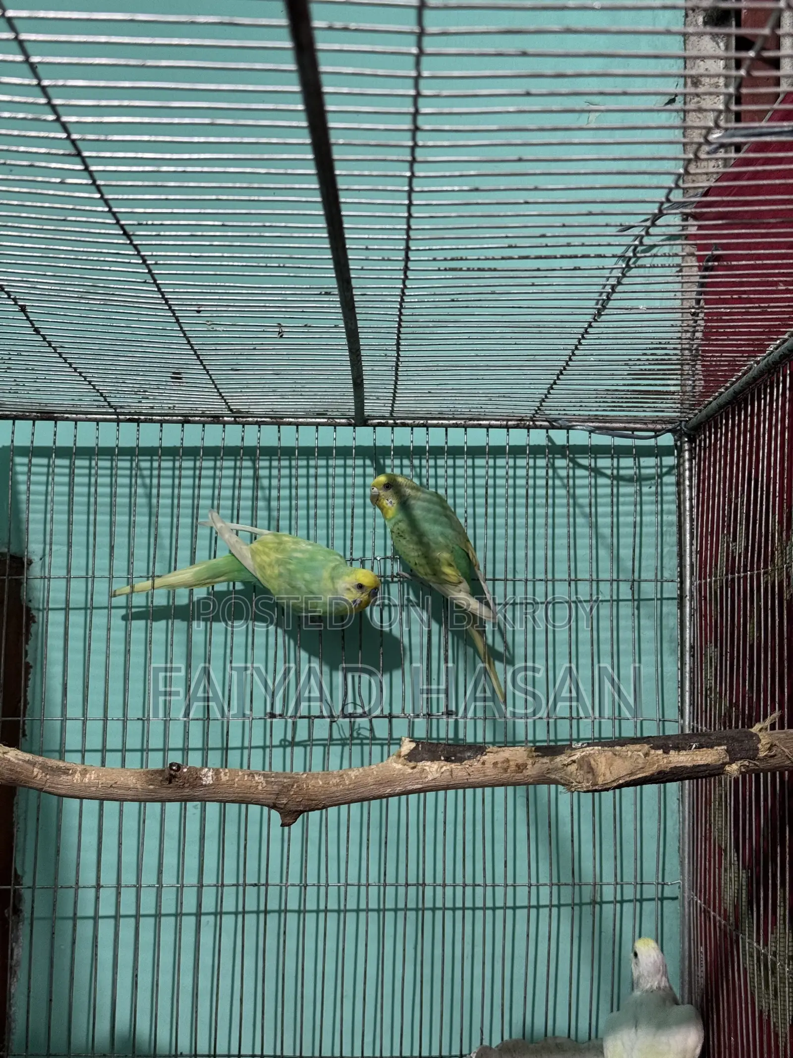 Yellow Face Clearwing Pair for Sell