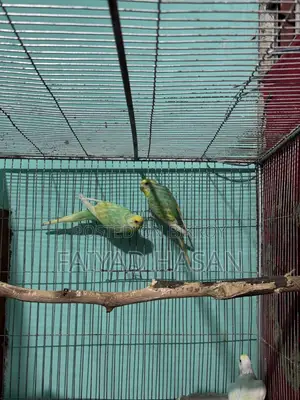 Yellow Face Clearwing Pair for Sell