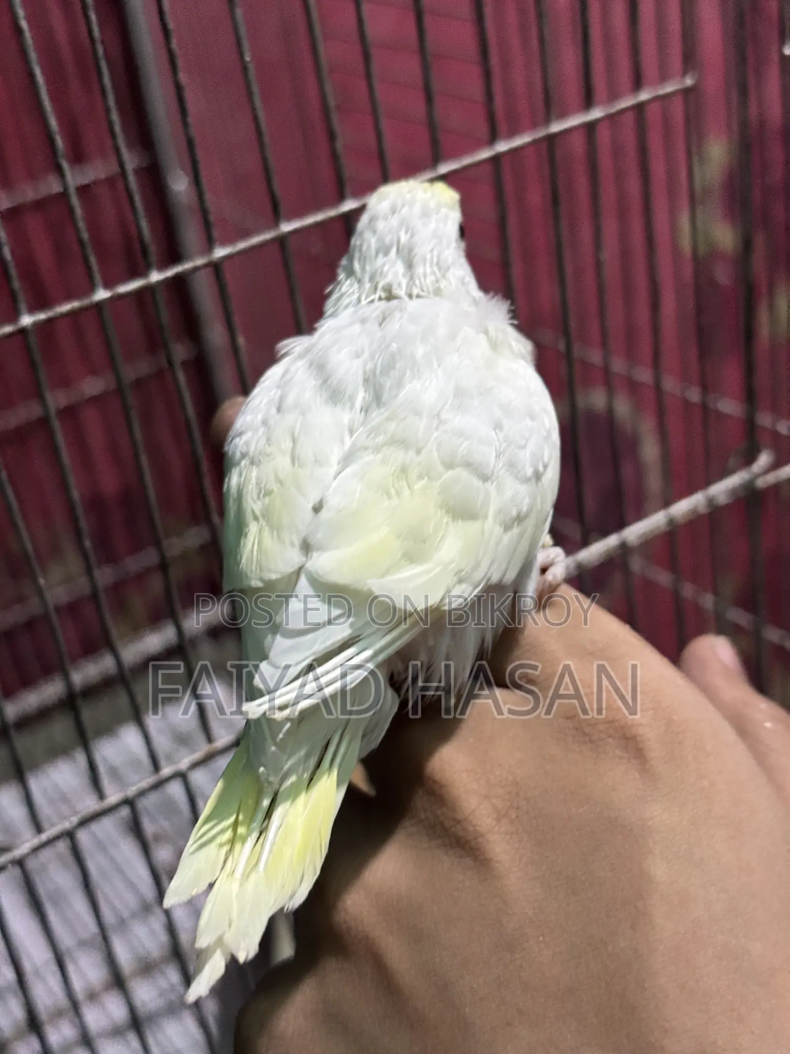 Yellow Face Clearwing Pair for Sell
