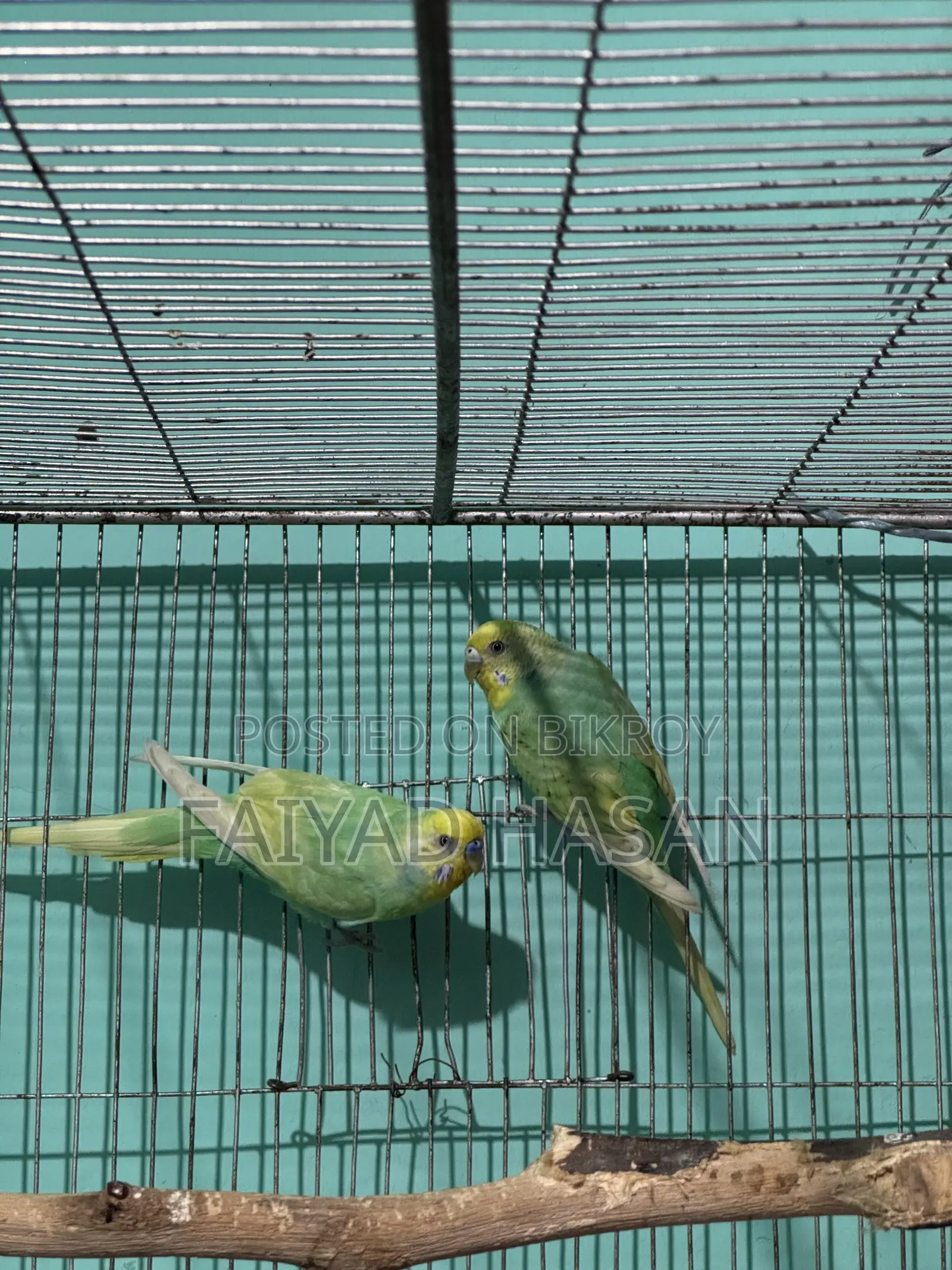 Yellow Face Clearwing Pair for Sell