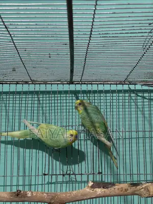 Yellow Face Clearwing Pair for Sell