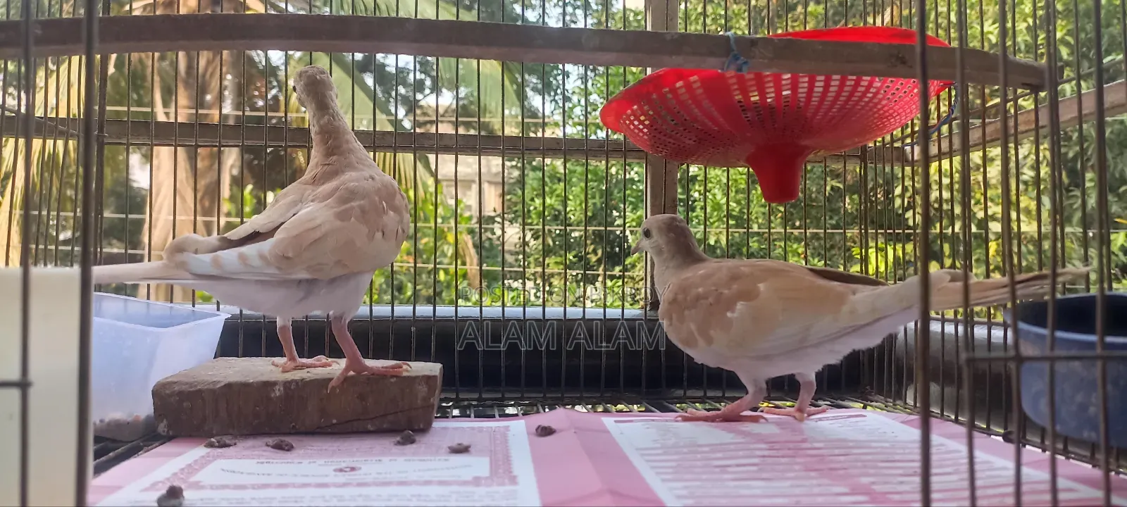 ঘুঘু পাখি