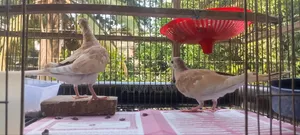 ঘুঘু পাখি