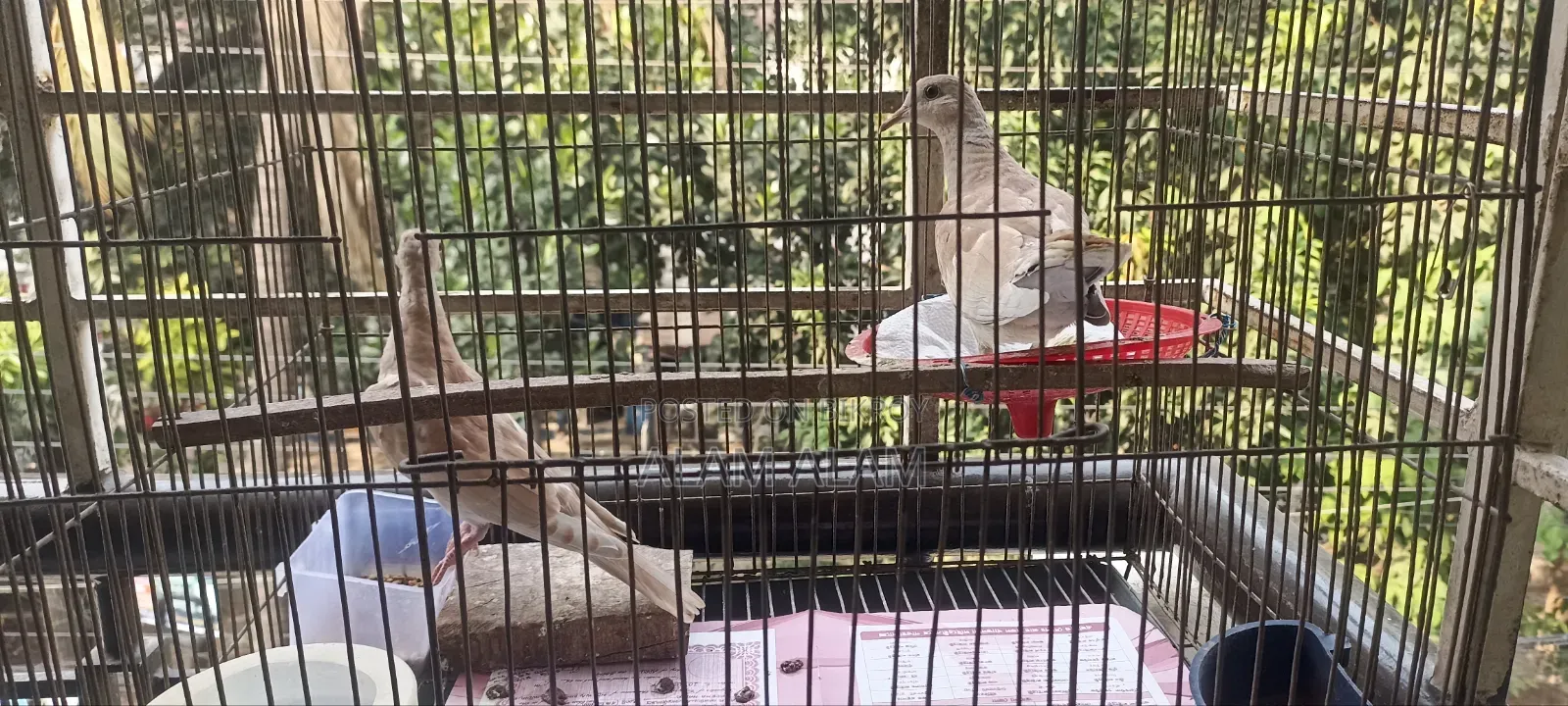 ঘুঘু পাখি