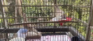 ঘুঘু পাখি