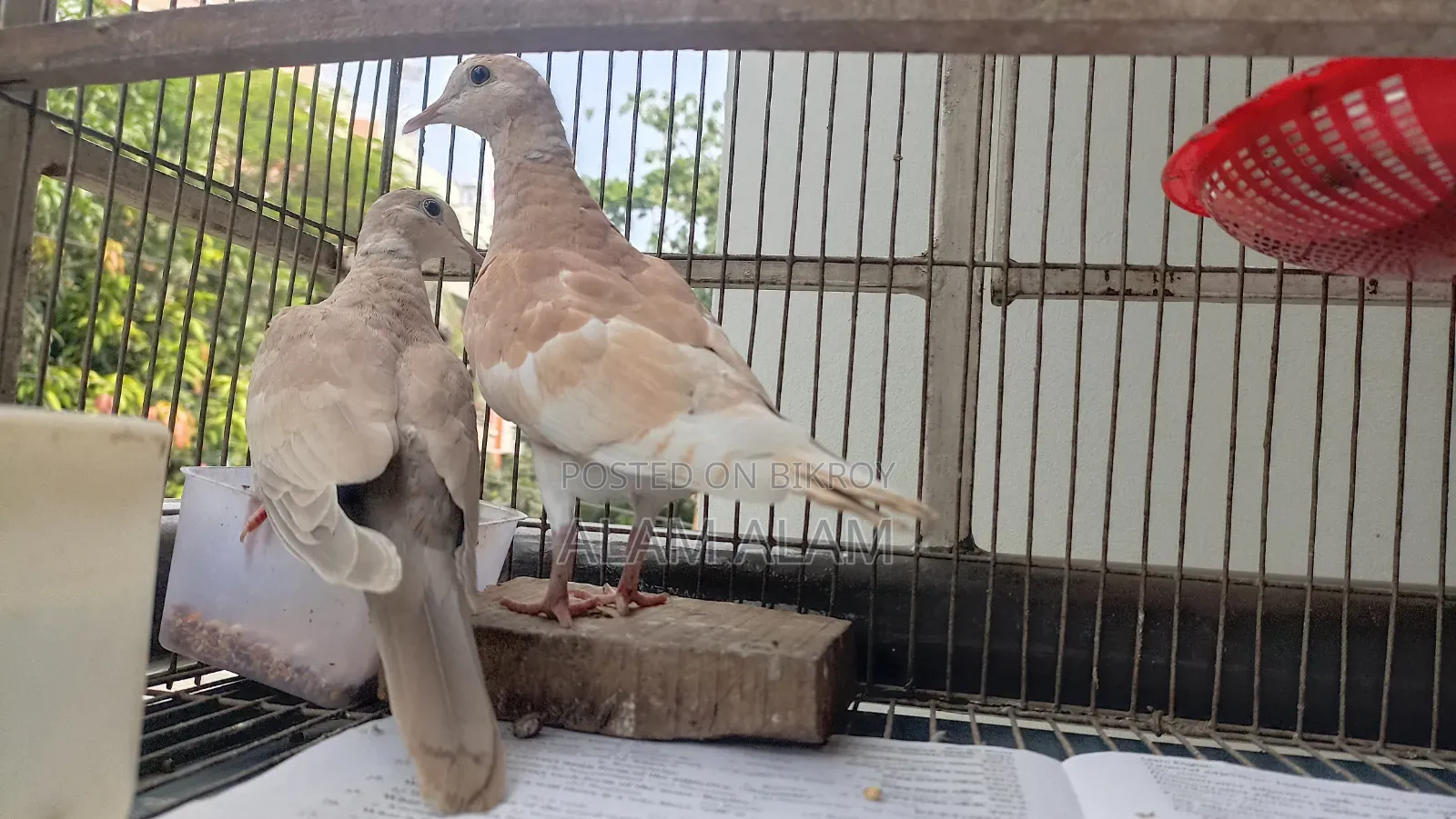 ঘুঘু পাখি