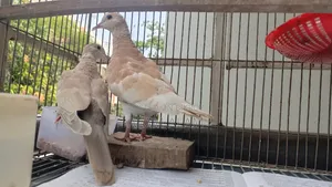 ঘুঘু পাখি