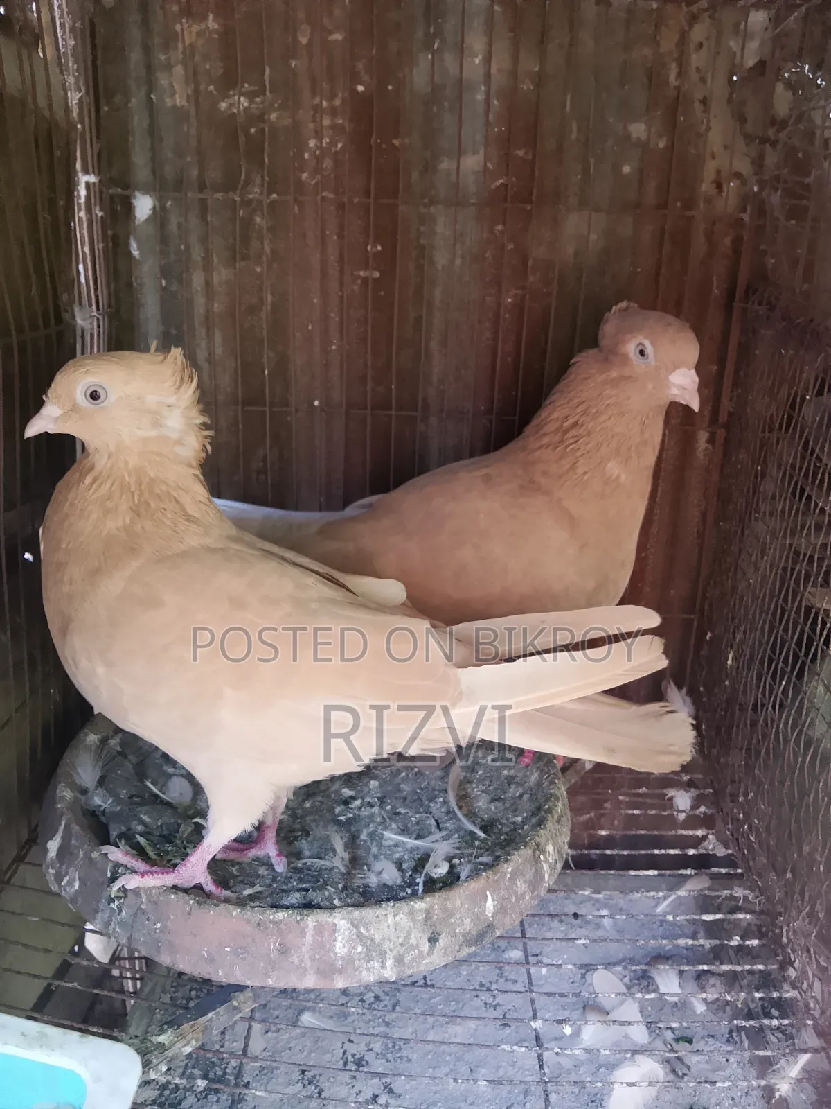 Beautiful Pigeons