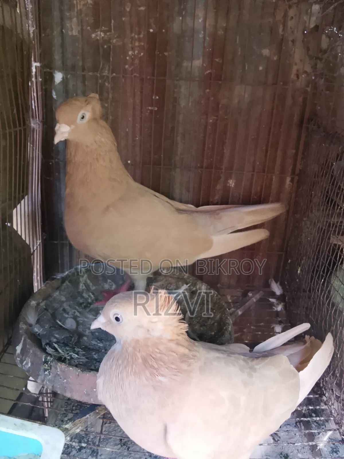 Beautiful Pigeons