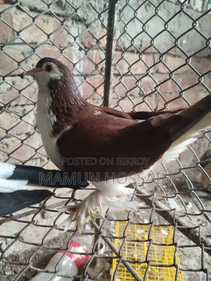 Some Fancy Pigeons Will Be Sold