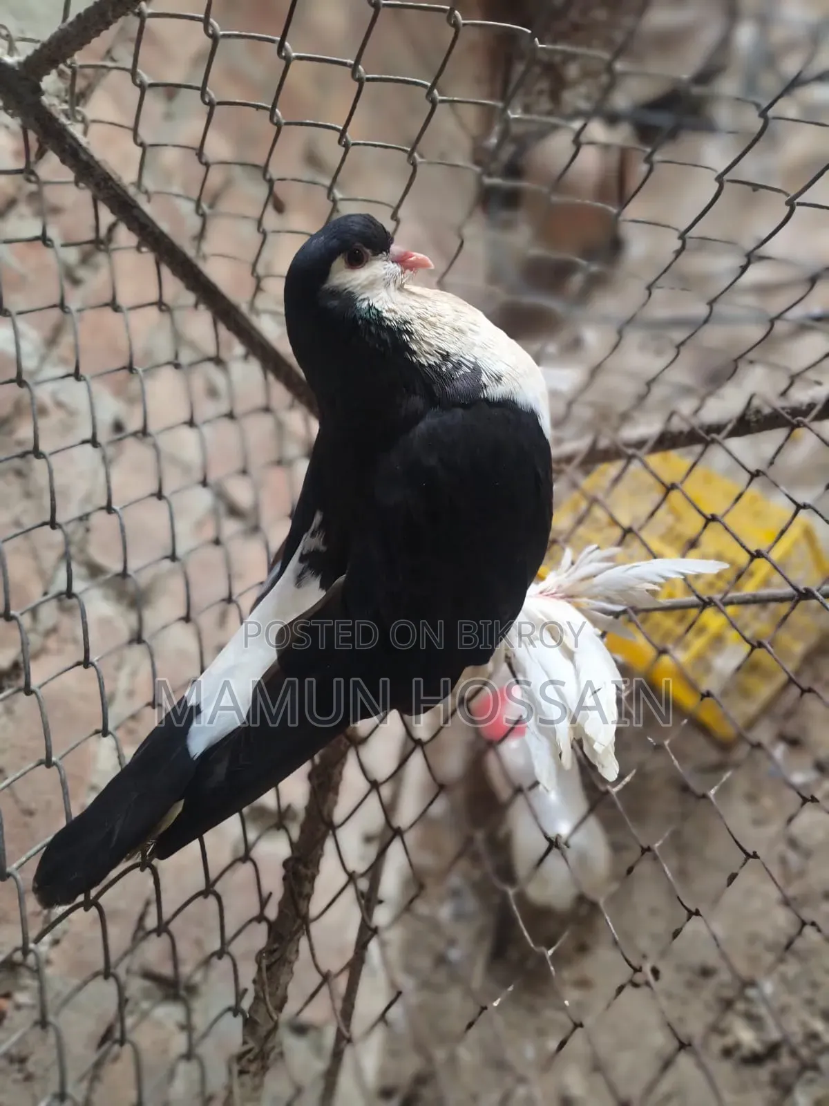 Some Fancy Pigeons Will Be Sold
