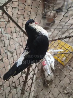 Some Fancy Pigeons Will Be Sold