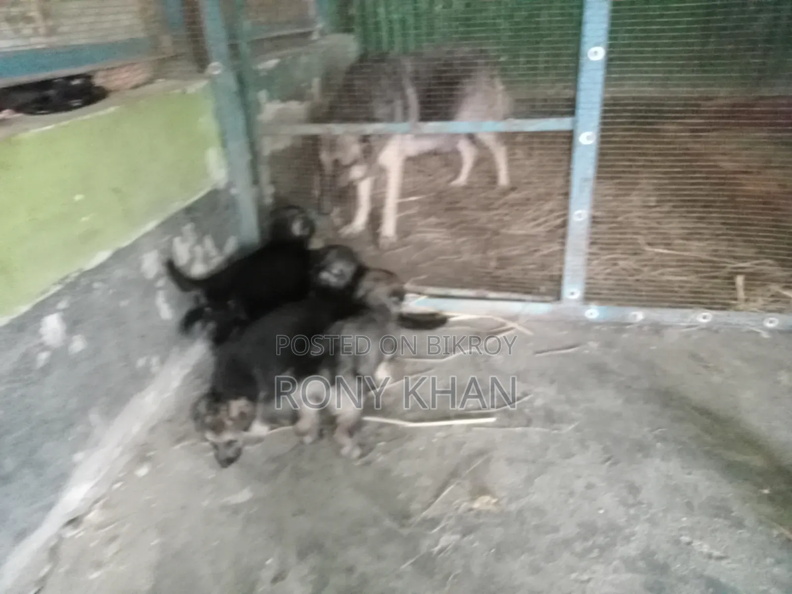 1-3 months Female Purebred German Shepherd