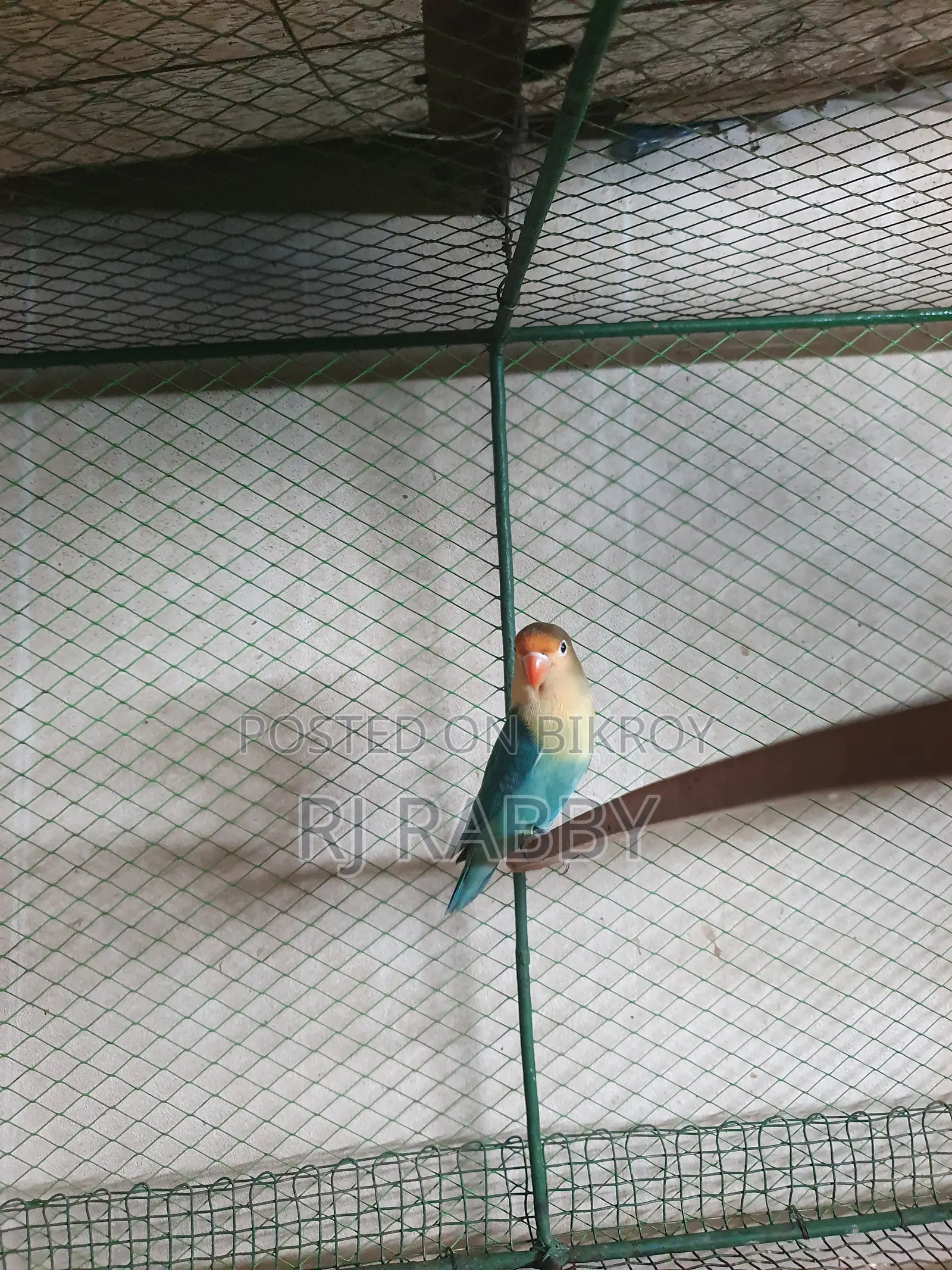 Parblue Male DNA Verified
