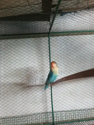 Parblue Male DNA Verified
