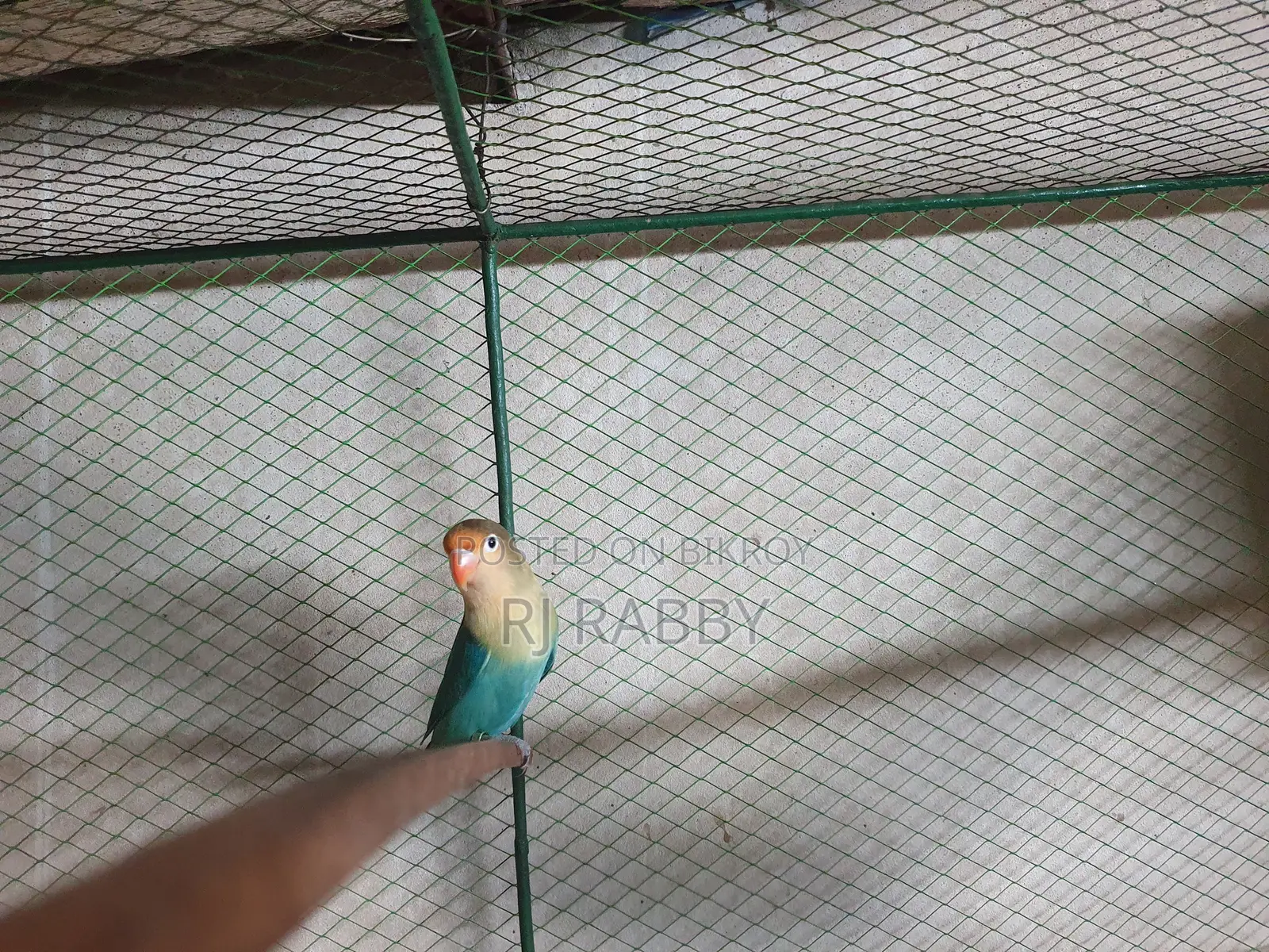 Parblue Male DNA Verified