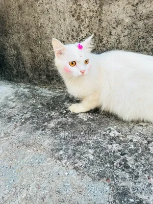 6-12 months Female Purebred Persian