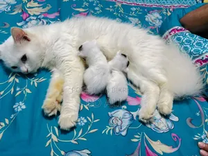 6-12 months Female Purebred Persian