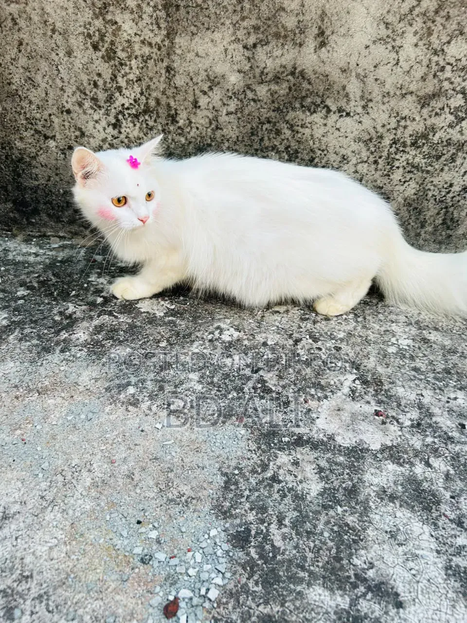 6-12 months Female Purebred Persian